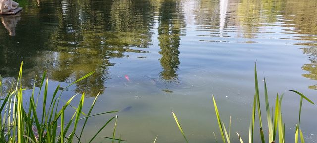 Konnte das Fischsterben im Ahnepark abgewendet werden?