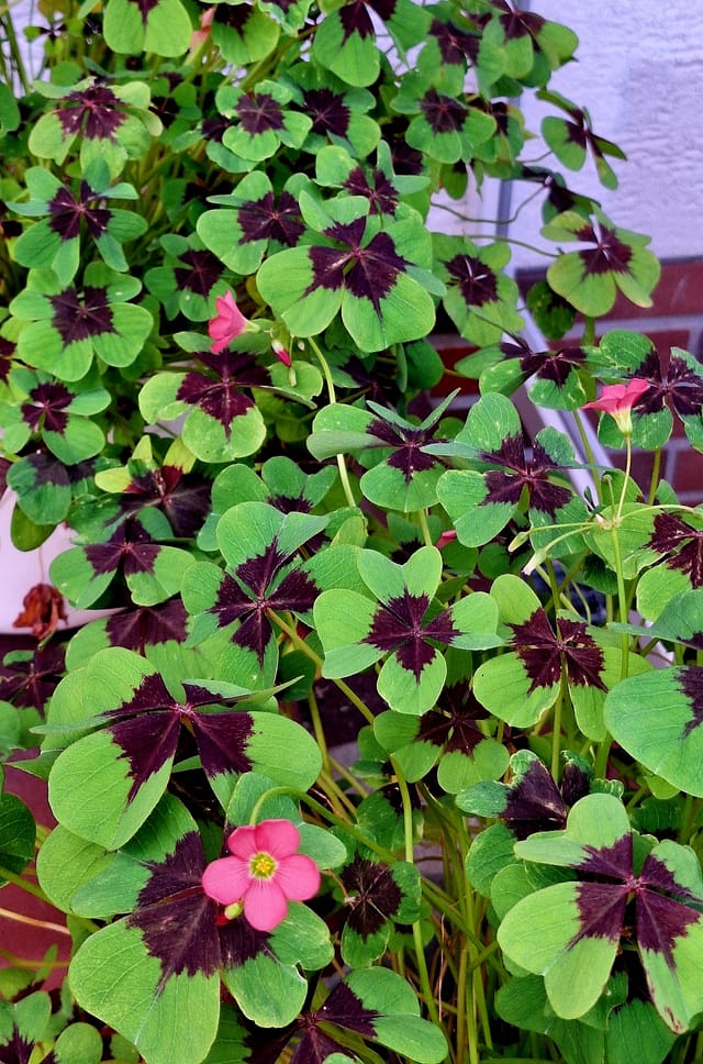 Konstituierende Sitzung der Fraktion Bündnis 90 / Die Grünen Vellmar